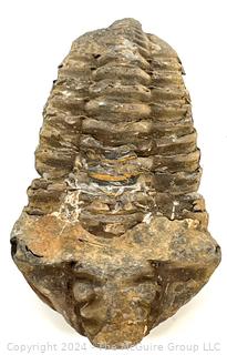 Silurian Trilobite Fossil - "Calymene celebra"