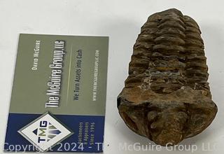 Silurian Trilobite Fossil - "Calymene celebra"