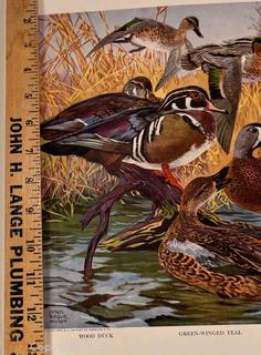 Our American Game Birds Portfolio Prints by Lynn Bogue Hunt 1917 E. I. Dupont