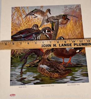 Our American Game Birds Portfolio Prints by Lynn Bogue Hunt 1917 E. I. Dupont