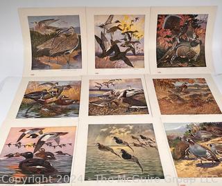 Our American Game Birds Portfolio Prints by Lynn Bogue Hunt 1917 E. I. Dupont