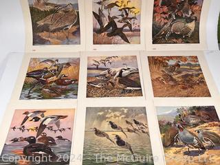 Our American Game Birds Portfolio Prints by Lynn Bogue Hunt 1917 E. I. Dupont