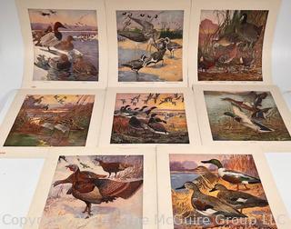 Our American Game Birds Portfolio Prints by Lynn Bogue Hunt 1917 E. I. Dupont