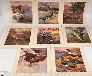 Our American Game Birds Portfolio Prints by Lynn Bogue Hunt 1917 E. I. Dupont