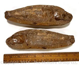 Two Piece Prehistoric Fish Fossil Nodule. 9" long