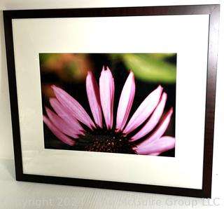 Framed Under Glass Photograph of Gerber Daisy. 26" x 29"