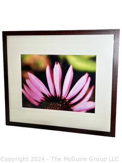 Framed Under Glass Photograph of Gerber Daisy. 26" x 29"