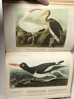 Large Format Edition of The Birds of America by John James Audubon, 1961 Book