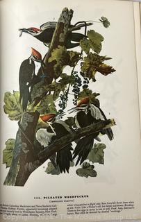 Large Format Edition of The Birds of America by John James Audubon, 1961 Book