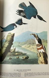 Large Format Edition of The Birds of America by John James Audubon, 1961 Book