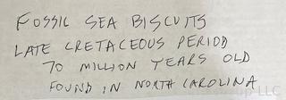 Eleven (11) Fossil Sea Biscuits from Late Cretaceous Period to 70 Million Years Old.  Found in North Carolina. 