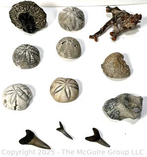 Group of Fossils Including Large Trilobite, Sea Biscuits, Oysters, Sea Weed and Shark Teeth.