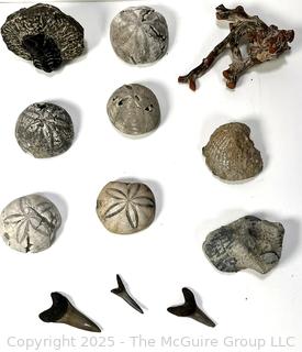 Group of Fossils Including Large Trilobite, Sea Biscuits, Oysters, Sea Weed and Shark Teeth.