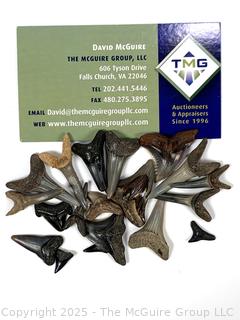 Collection of Shark Teeth Fossils