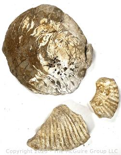 Fossils Including Oyster Shell and Ammonite Fragments