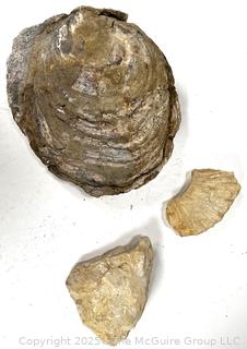 Fossils Including Oyster Shell and Ammonite Fragments