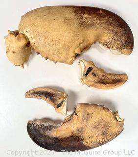 Pair of Giant Lobster Claw Fragments