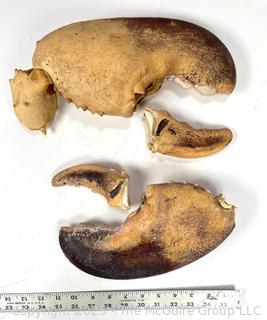 Pair of Giant Lobster Claw Fragments