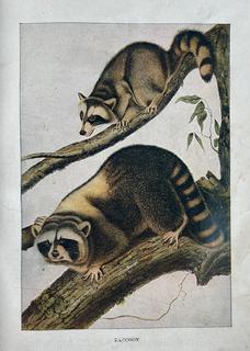 Vintage Animal Books: 1901 John Burroughs "Squirrels and Other Fur-Bearers Animals", and" Dogs by Ylla"
