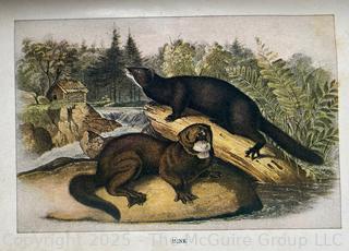 Vintage Animal Books: 1901 John Burroughs "Squirrels and Other Fur-Bearers Animals", and" Dogs by Ylla"