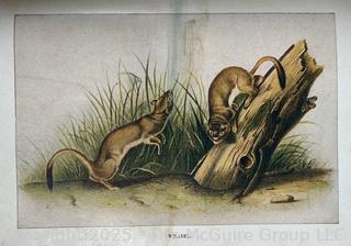 Vintage Animal Books: 1901 John Burroughs "Squirrels and Other Fur-Bearers Animals", and" Dogs by Ylla"