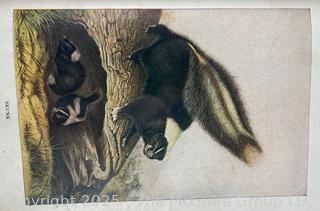 Vintage Animal Books: 1901 John Burroughs "Squirrels and Other Fur-Bearers Animals", and" Dogs by Ylla"