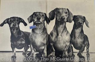 Vintage Animal Books: 1901 John Burroughs "Squirrels and Other Fur-Bearers Animals", and" Dogs by Ylla"