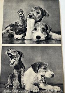 Vintage Animal Books: 1901 John Burroughs "Squirrels and Other Fur-Bearers Animals", and" Dogs by Ylla"