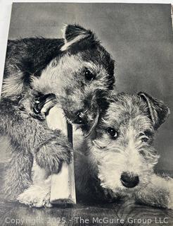 Vintage Animal Books: 1901 John Burroughs "Squirrels and Other Fur-Bearers Animals", and" Dogs by Ylla"