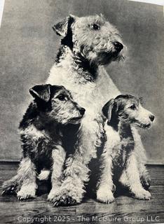 Vintage Animal Books: 1901 John Burroughs "Squirrels and Other Fur-Bearers Animals", and" Dogs by Ylla"