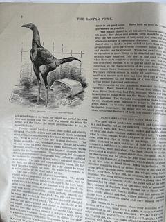 1903 THE BANTAM FOWL: A DESCRIPTION OF ALL STANDARD BREEDS AND By T. F. Mcgrew