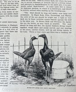 1903 THE BANTAM FOWL: A DESCRIPTION OF ALL STANDARD BREEDS AND By T. F. Mcgrew