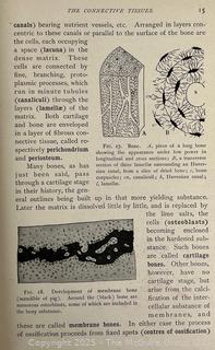 1899 Illustrated HB Textbook of Vertebrate Zoology