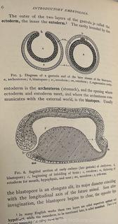 1899 Illustrated HB Textbook of Vertebrate Zoology