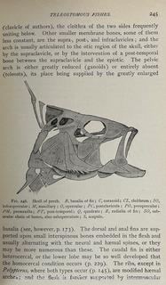 1899 Illustrated HB Textbook of Vertebrate Zoology