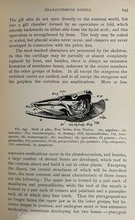 1899 Illustrated HB Textbook of Vertebrate Zoology