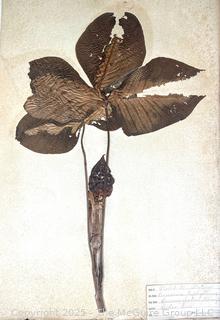 Folio of 22 Dried and Pressed Ornithological Specimens. Professionally Curated in 1888. <br>

<br><br>

Removal Options:<br><br> Sat (Nov 8) & Sun (Nov 9) 11-3pm, 56 Scotch Hill Rd., Cambridge NY 12816<br><br>

Sat (Nov 15) 12-2pm, TMG Warehouse, 2800 Juniper St., Fairfax, VA 22031<br><br>

Request Shipping (david@themcguiregroupllc.com)   