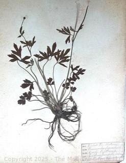 Folio of 22 Dried and Pressed Ornithological Specimens. Professionally Curated in 1888. <br>

<br><br>

Removal Options:<br><br> Sat (Nov 8) & Sun (Nov 9) 11-3pm, 56 Scotch Hill Rd., Cambridge NY 12816<br><br>

Sat (Nov 15) 12-2pm, TMG Warehouse, 2800 Juniper St., Fairfax, VA 22031<br><br>

Request Shipping (david@themcguiregroupllc.com)   