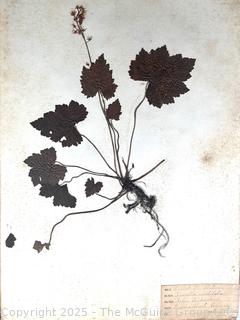 Folio of 22 Dried and Pressed Ornithological Specimens. Professionally Curated in 1888. <br>

<br><br>

Removal Options:<br><br> Sat (Nov 8) & Sun (Nov 9) 11-3pm, 56 Scotch Hill Rd., Cambridge NY 12816<br><br>

Sat (Nov 15) 12-2pm, TMG Warehouse, 2800 Juniper St., Fairfax, VA 22031<br><br>

Request Shipping (david@themcguiregroupllc.com)   