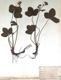 Folio of 22 Dried and Pressed Ornithological Specimens. Professionally Curated in 1888. <br>

<br><br>

Removal Options:<br><br> Sat (Nov 8) & Sun (Nov 9) 11-3pm, 56 Scotch Hill Rd., Cambridge NY 12816<br><br>

Sat (Nov 15) 12-2pm, TMG Warehouse, 2800 Juniper St., Fairfax, VA 22031<br><br>

Request Shipping (david@themcguiregroupllc.com)   
