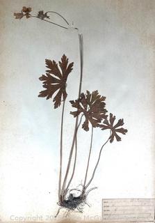 Folio of 22 Dried and Pressed Ornithological Specimens. Professionally Curated in 1888. <br>

<br><br>

Removal Options:<br><br> Sat (Nov 8) & Sun (Nov 9) 11-3pm, 56 Scotch Hill Rd., Cambridge NY 12816<br><br>

Sat (Nov 15) 12-2pm, TMG Warehouse, 2800 Juniper St., Fairfax, VA 22031<br><br>

Request Shipping (david@themcguiregroupllc.com)   