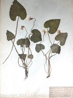 Folio of 22 Dried and Pressed Ornithological Specimens. Professionally Curated in 1888. <br>

<br><br>

Removal Options:<br><br> Sat (Nov 8) & Sun (Nov 9) 11-3pm, 56 Scotch Hill Rd., Cambridge NY 12816<br><br>

Sat (Nov 15) 12-2pm, TMG Warehouse, 2800 Juniper St., Fairfax, VA 22031<br><br>

Request Shipping (david@themcguiregroupllc.com)   