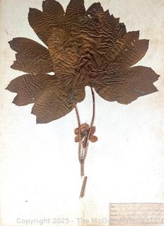 Folio of 22 Dried and Pressed Ornithological Specimens. Professionally Curated in 1888. <br>

<br><br>

Removal Options:<br><br> Sat (Nov 8) & Sun (Nov 9) 11-3pm, 56 Scotch Hill Rd., Cambridge NY 12816<br><br>

Sat (Nov 15) 12-2pm, TMG Warehouse, 2800 Juniper St., Fairfax, VA 22031<br><br>

Request Shipping (david@themcguiregroupllc.com)   