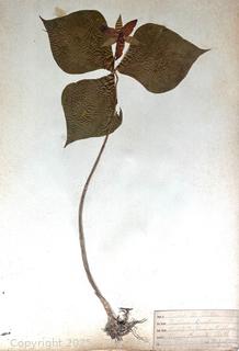 Folio of 22 Dried and Pressed Ornithological Specimens. Professionally Curated in 1888. <br>

<br><br>

Removal Options:<br><br> Sat (Nov 8) & Sun (Nov 9) 11-3pm, 56 Scotch Hill Rd., Cambridge NY 12816<br><br>

Sat (Nov 15) 12-2pm, TMG Warehouse, 2800 Juniper St., Fairfax, VA 22031<br><br>

Request Shipping (david@themcguiregroupllc.com)   
