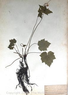 Folio of 22 Dried and Pressed Ornithological Specimens. Professionally Curated in 1888. <br>

<br><br>

Removal Options:<br><br> Sat (Nov 8) & Sun (Nov 9) 11-3pm, 56 Scotch Hill Rd., Cambridge NY 12816<br><br>

Sat (Nov 15) 12-2pm, TMG Warehouse, 2800 Juniper St., Fairfax, VA 22031<br><br>

Request Shipping (david@themcguiregroupllc.com)   