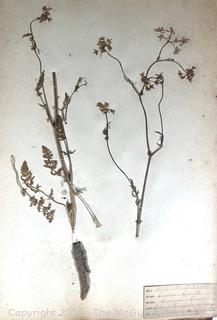 Folio of 22 Dried and Pressed Ornithological Specimens. Professionally Curated in 1888. <br>

<br><br>

Removal Options:<br><br> Sat (Nov 8) & Sun (Nov 9) 11-3pm, 56 Scotch Hill Rd., Cambridge NY 12816<br><br>

Sat (Nov 15) 12-2pm, TMG Warehouse, 2800 Juniper St., Fairfax, VA 22031<br><br>

Request Shipping (david@themcguiregroupllc.com)   