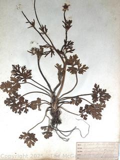 Folio of 22 Dried and Pressed Ornithological Specimens. Professionally Curated in 1888. <br>

<br><br>

Removal Options:<br><br> Sat (Nov 8) & Sun (Nov 9) 11-3pm, 56 Scotch Hill Rd., Cambridge NY 12816<br><br>

Sat (Nov 15) 12-2pm, TMG Warehouse, 2800 Juniper St., Fairfax, VA 22031<br><br>

Request Shipping (david@themcguiregroupllc.com)   