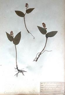 Folio of 22 Dried and Pressed Ornithological Specimens. Professionally Curated in 1888. <br>

<br><br>

Removal Options:<br><br> Sat (Nov 8) & Sun (Nov 9) 11-3pm, 56 Scotch Hill Rd., Cambridge NY 12816<br><br>

Sat (Nov 15) 12-2pm, TMG Warehouse, 2800 Juniper St., Fairfax, VA 22031<br><br>

Request Shipping (david@themcguiregroupllc.com)   