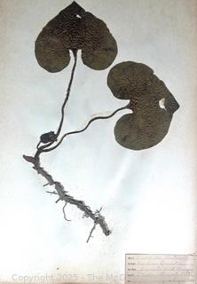 Folio of 22 Dried and Pressed Ornithological Specimens. Professionally Curated in 1888. <br>

<br><br>

Removal Options:<br><br> Sat (Nov 8) & Sun (Nov 9) 11-3pm, 56 Scotch Hill Rd., Cambridge NY 12816<br><br>

Sat (Nov 15) 12-2pm, TMG Warehouse, 2800 Juniper St., Fairfax, VA 22031<br><br>

Request Shipping (david@themcguiregroupllc.com)   