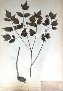 Folio of 22 Dried and Pressed Ornithological Specimens. Professionally Curated in 1888. <br>

<br><br>

Removal Options:<br><br> Sat (Nov 8) & Sun (Nov 9) 11-3pm, 56 Scotch Hill Rd., Cambridge NY 12816<br><br>

Sat (Nov 15) 12-2pm, TMG Warehouse, 2800 Juniper St., Fairfax, VA 22031<br><br>

Request Shipping (david@themcguiregroupllc.com)   